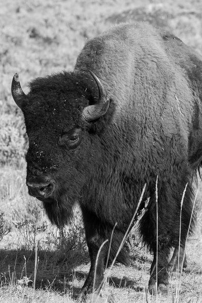 Hopkins, Cindy Miller 아티스트의 USA-Wyoming-Yellowstone National Park-Lamar Valley-Male American bison작품입니다.